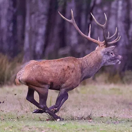 Tente de luxe Bivouac Brame Espace Rambouillet Parc Forestier Et Animalier