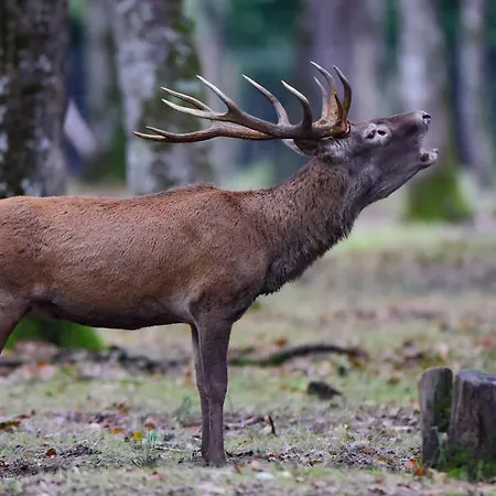 Tente de luxe Bivouac Brame Espace Rambouillet Parc Forestier Et Animalier
