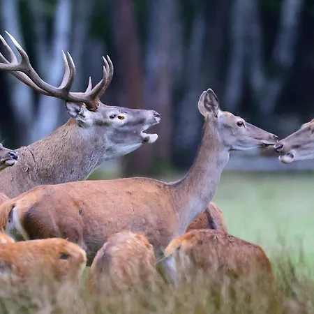 Tente de luxe Bivouac Brame Espace Rambouillet Parc Forestier Et Animalier Sonchamp